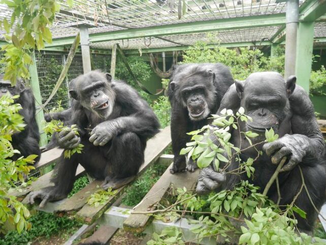 Gabinete de chimpanzé Japão