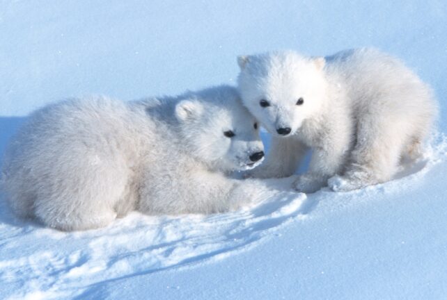 Imagens raras adoráveis ​​de filhotes de urso polar emergindo de suas covas capturadas após uma década de monitoramento