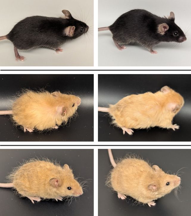 Os cientistas projetaram geneticamente um 'mouse de lã' no caminho para restaurar o mamute