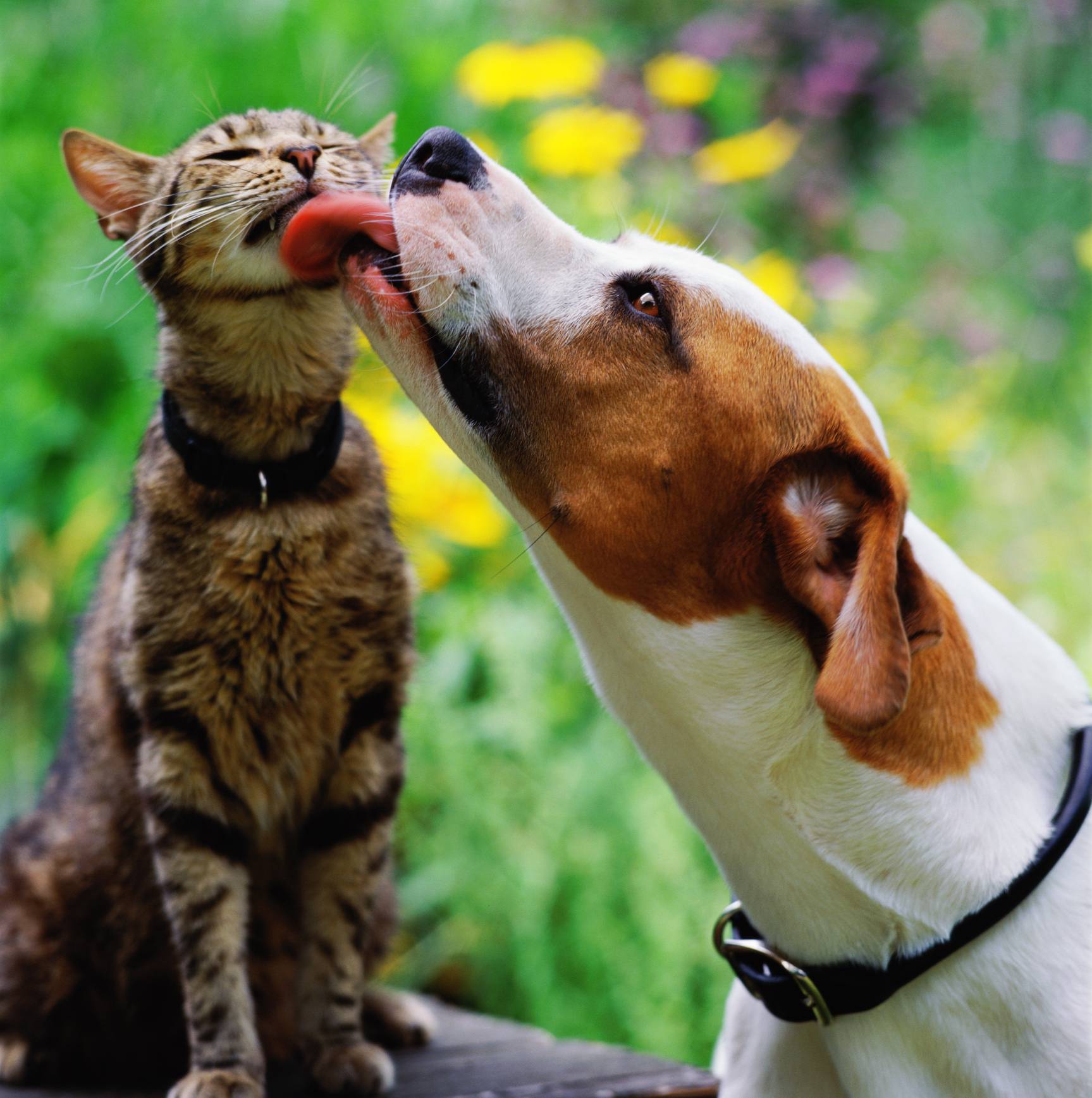 Cães lambendo o gato de aparência não impressa