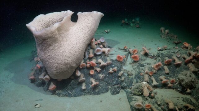 Habitat Antártico