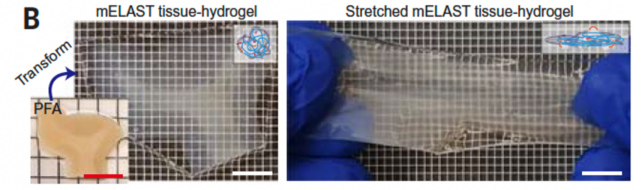 Painel de duas imagens mostrando tecido cerebral transformado em um hidrogel elástico e claro.