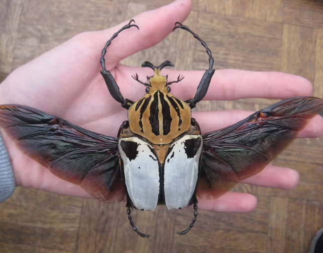 Golias Cacicus