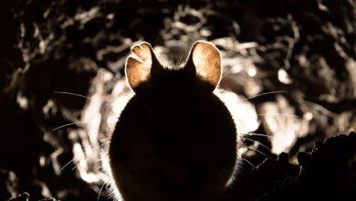 Mudar um único gene deu a ratos Audição sobrealimentada: Sciencealert