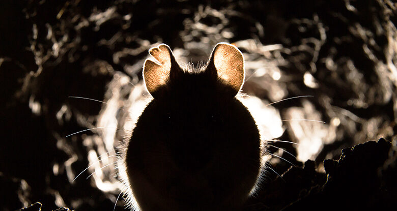 Mudar um único gene deu a ratos Audição sobrealimentada: Sciencealert