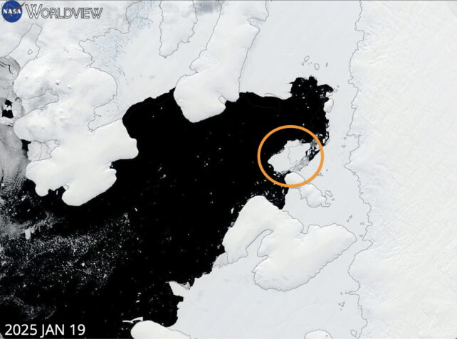 Bezerros da Antártica