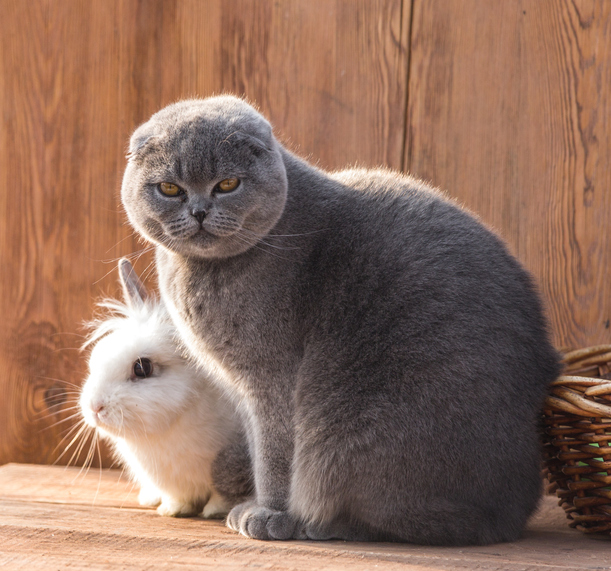 Apesar de seus gatos indiferentes, podem ser melhores em condições específicas