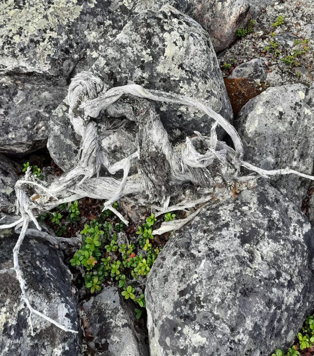 Contemplar! Aos 1.647 anos, este é o arbusto mais velho do mundo conhecido