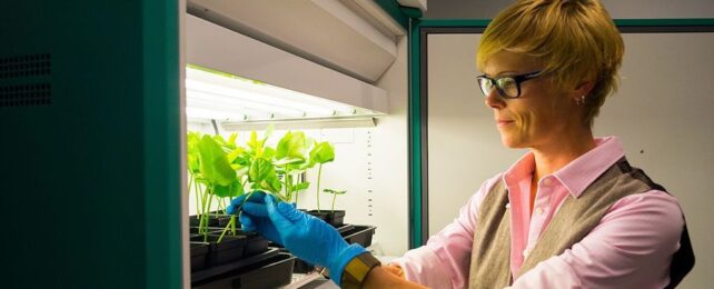 O pesquisador tende a plantas de ervilha de olhos pretos usados no experimento para testar possível tratamento de câncer