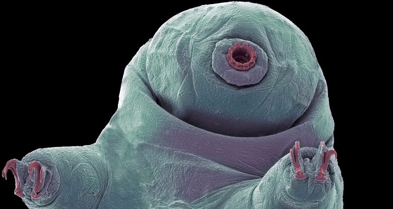 Tardigrades revelam o segredo para sobreviver aos extremos do espaço: Sciencealert